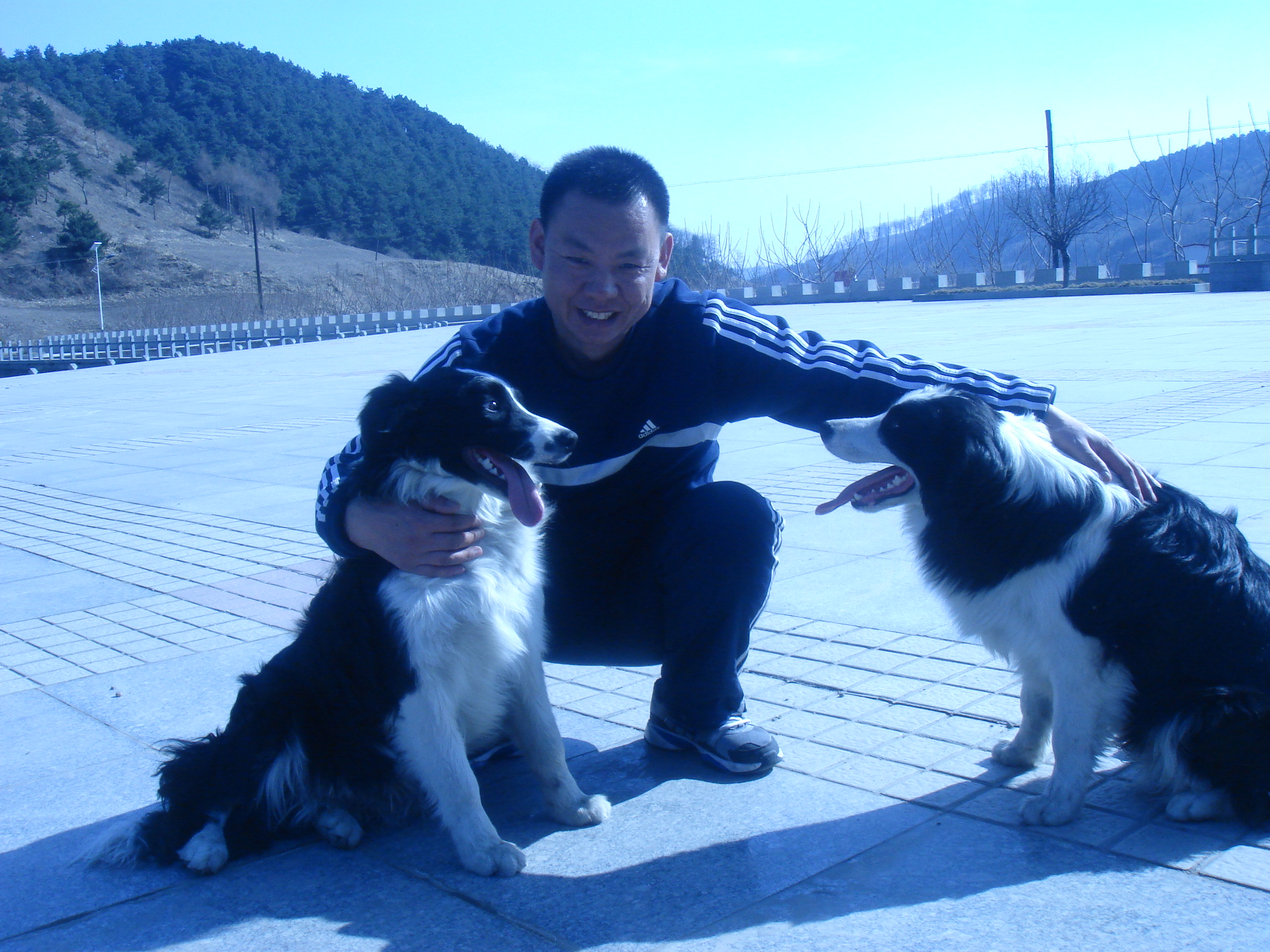 羞答答的向日葵