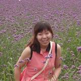 紫色风铃草