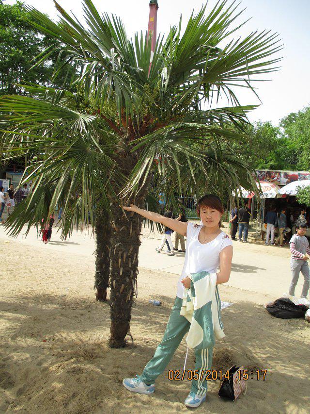 向日葵的執(zhí)著