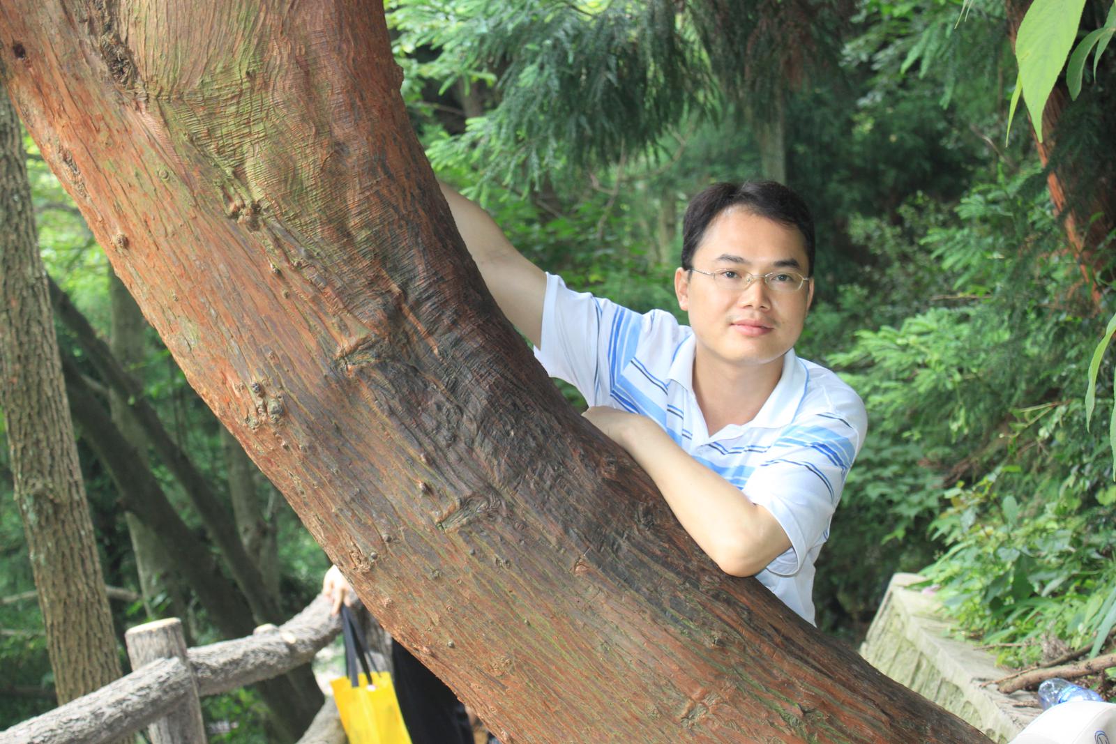 cedar