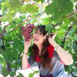 针尖上舞动的翅膀