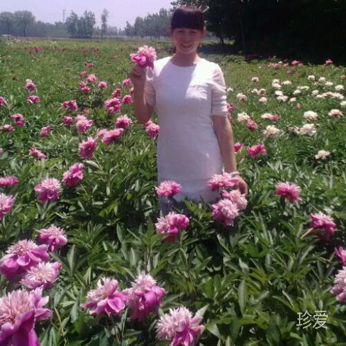 萍儿