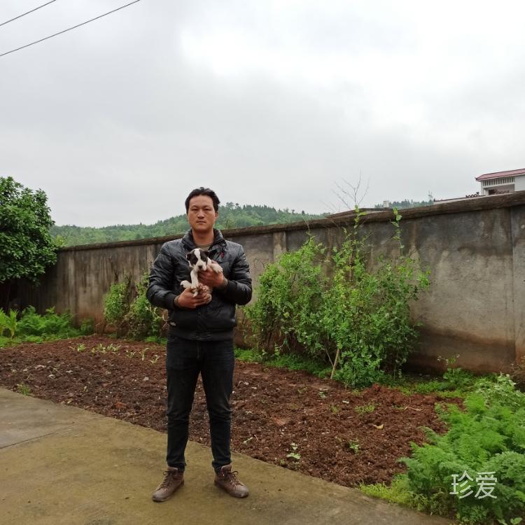 原生態(tài)青蛙養(yǎng)殖