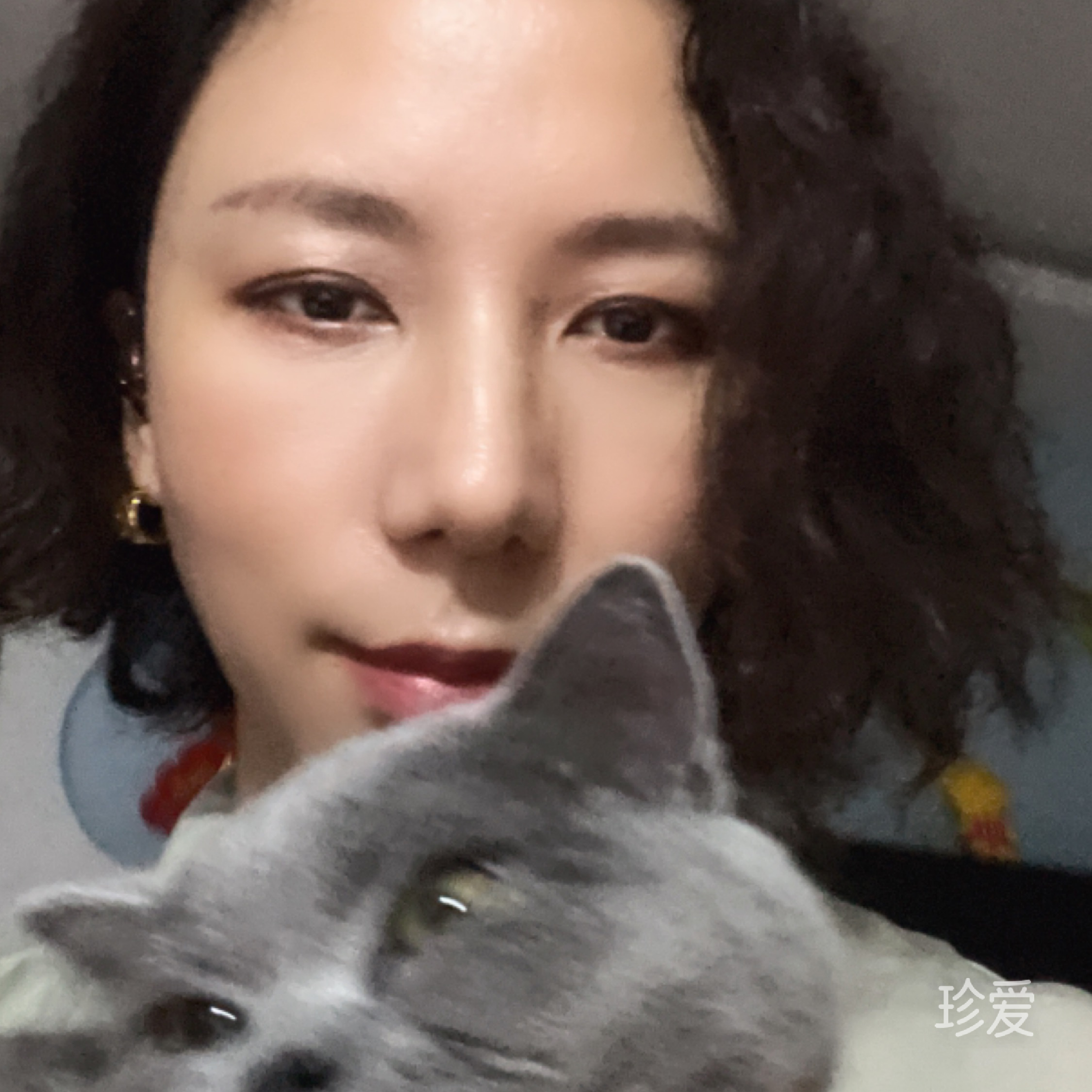 阿狸是只猫