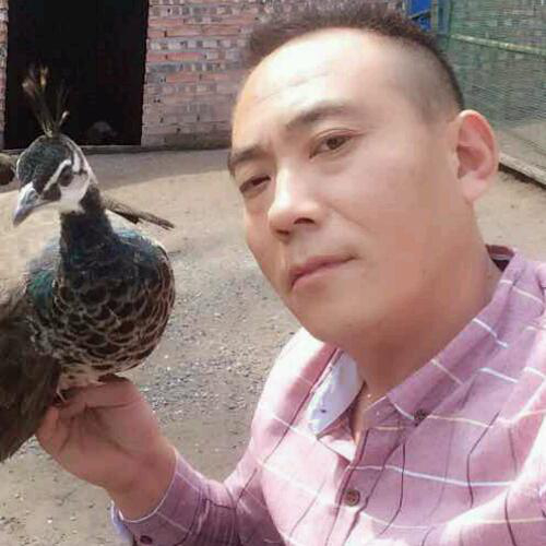 藍孔雀養殖基地