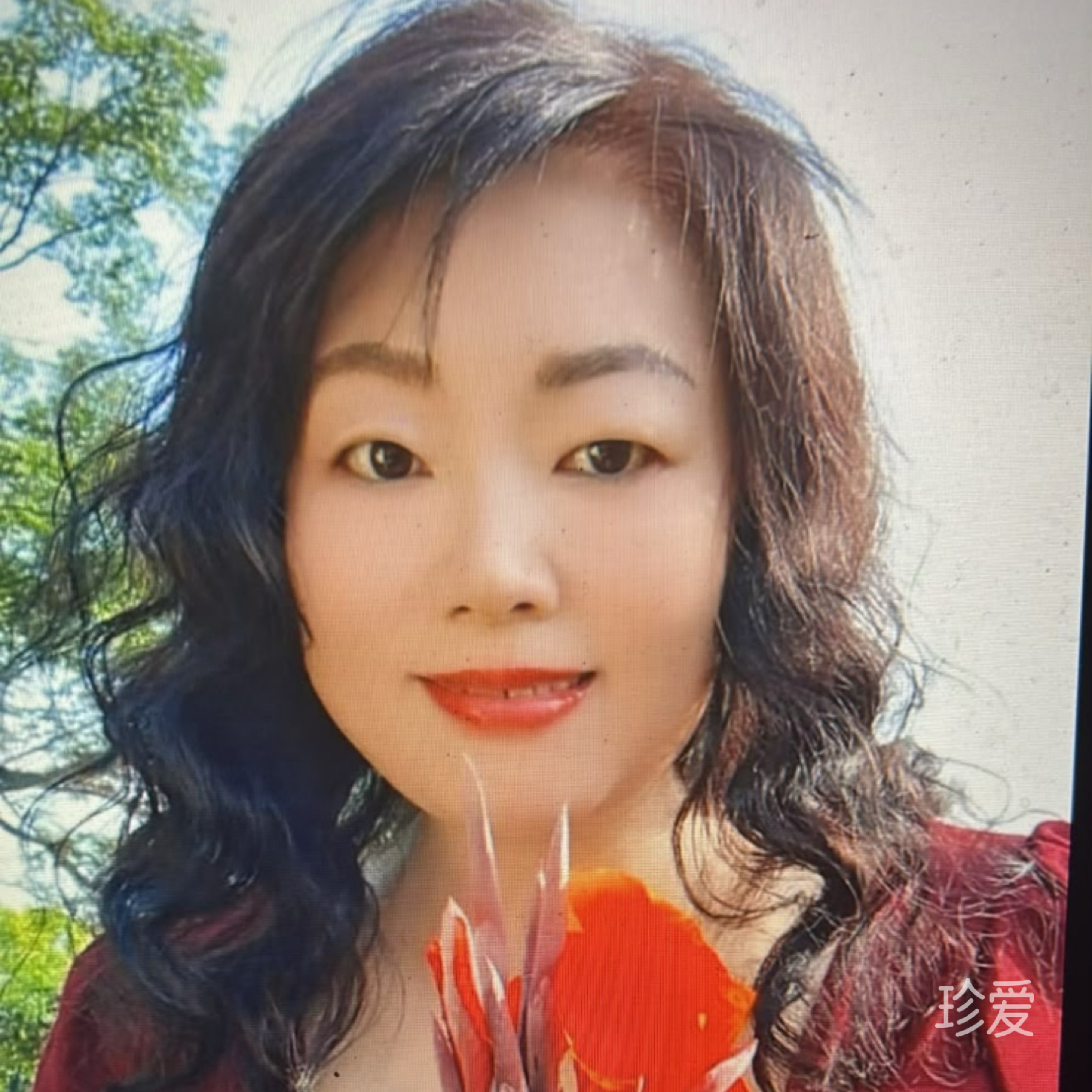 柠檬树