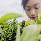 珊茶花