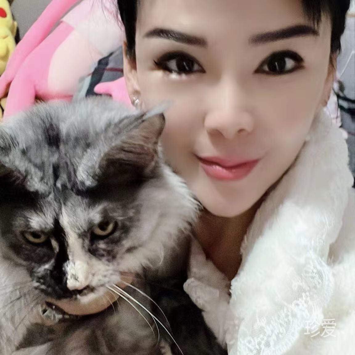 海燕家的缅因猫