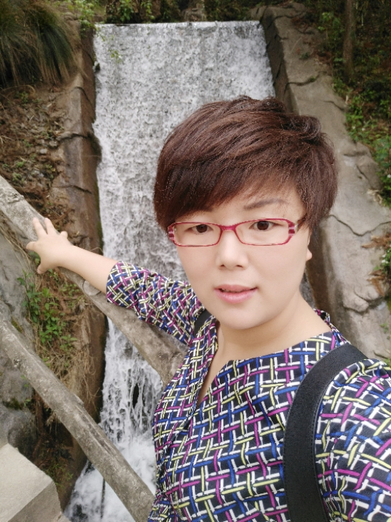 苦丁茶