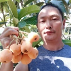 涼山枇杷小哥