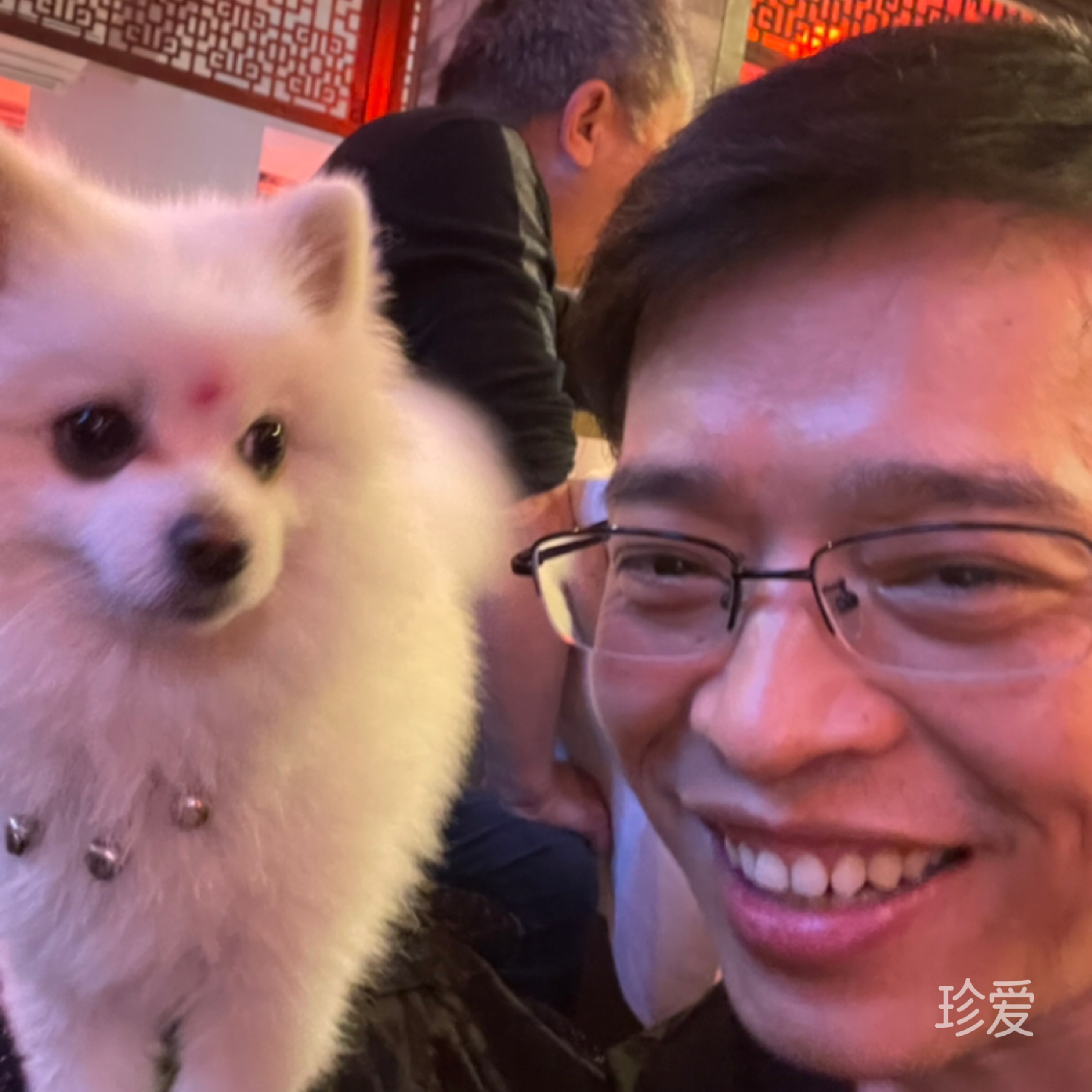 冬无淡雅