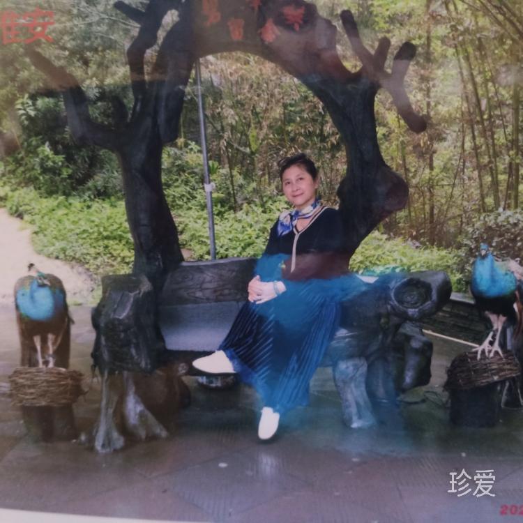 橄榄树