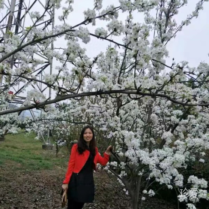 木南花