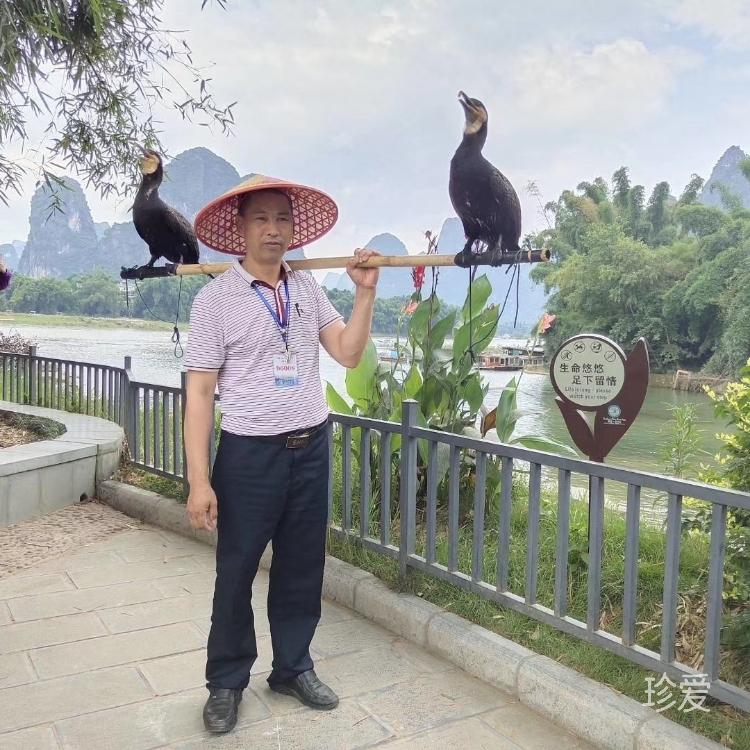 陈俊成