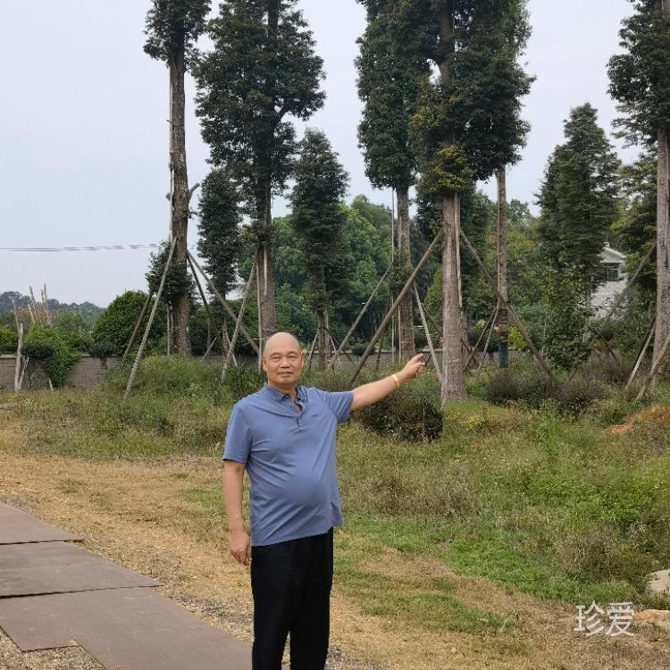 昨日旧梦