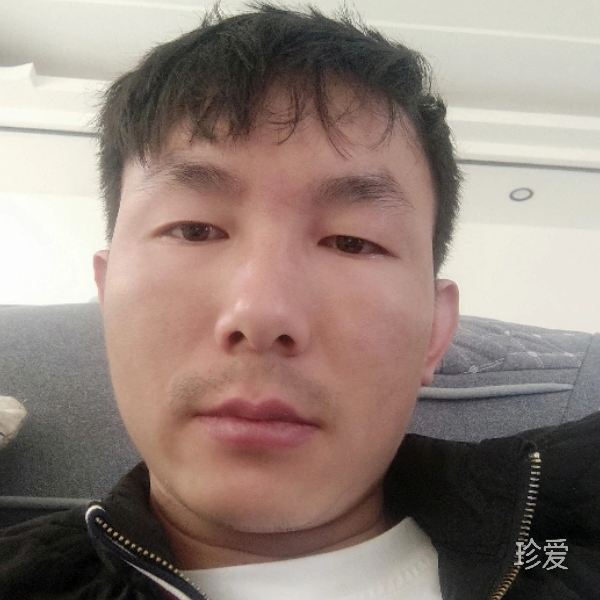 西伯利亞的海鷗