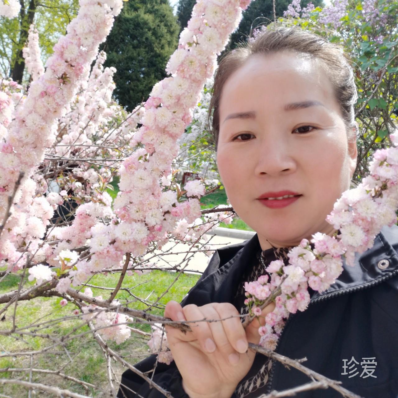 紫玫瑰