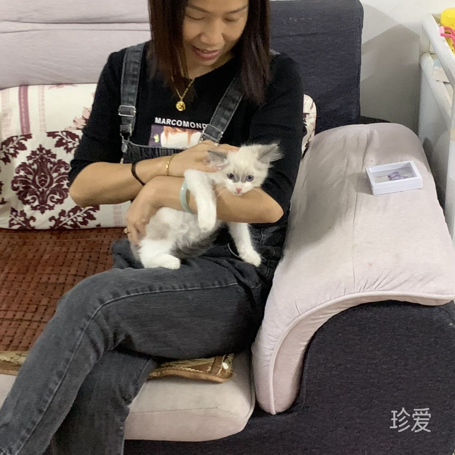 迎风飘扬向日葵