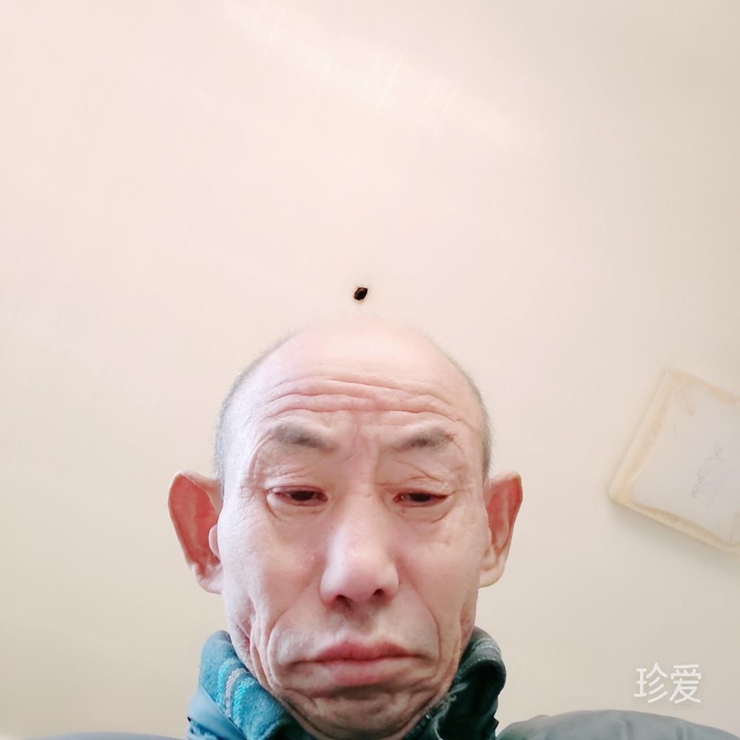 绿森蚂蚁