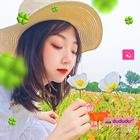 冷月玫瑰