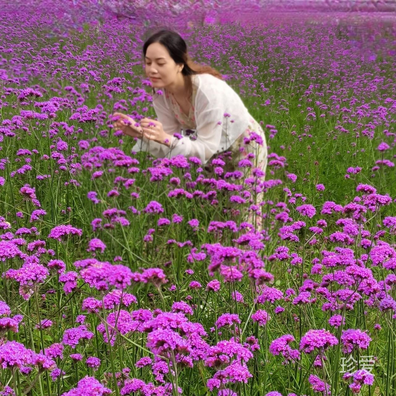 月光下的百合