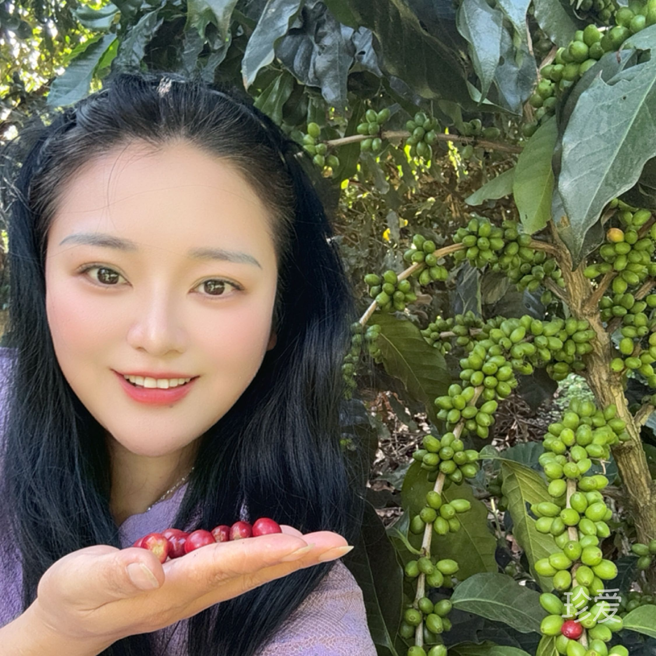 大王家的茶