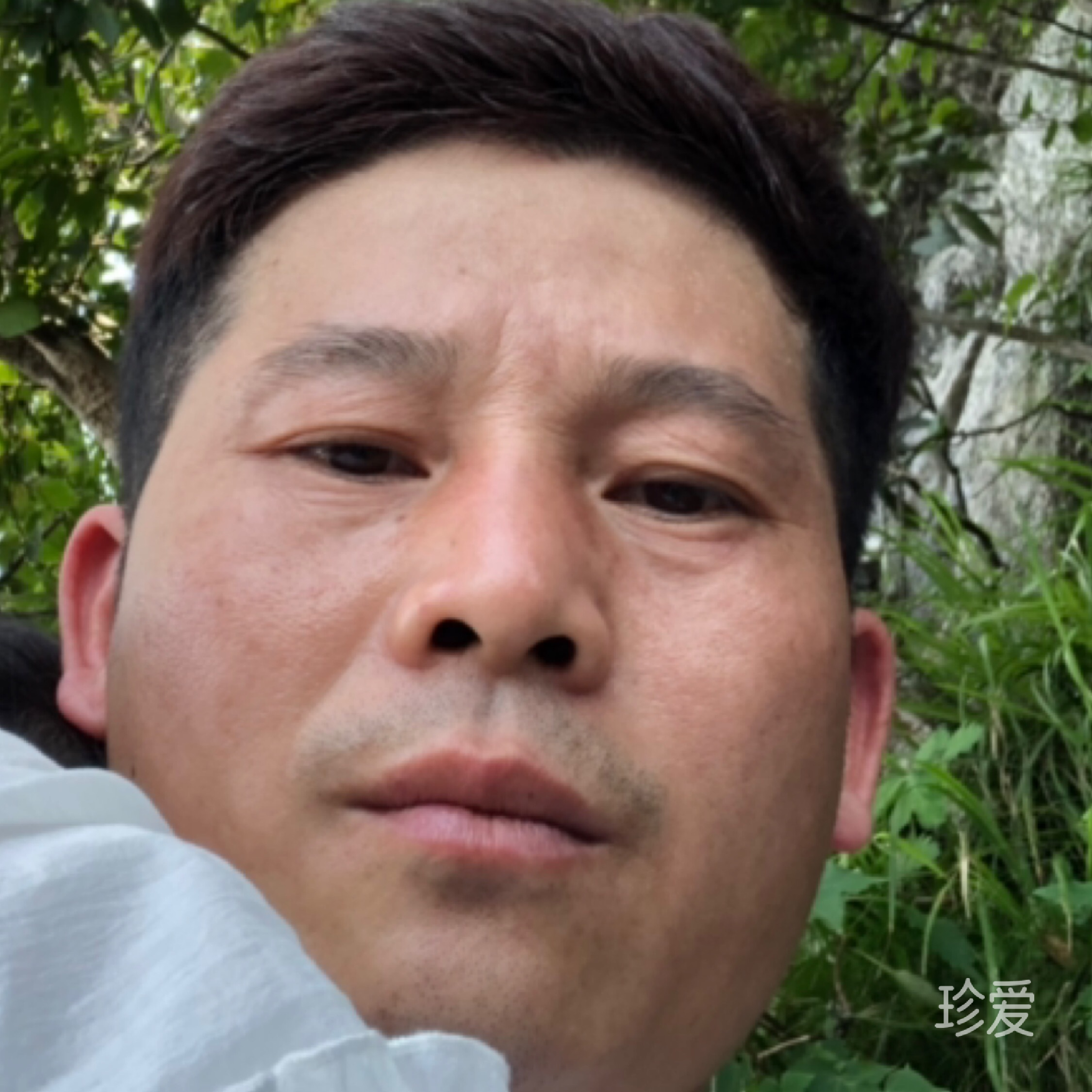 飘落的黄叶