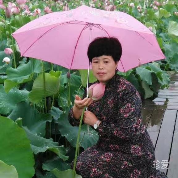 向日葵