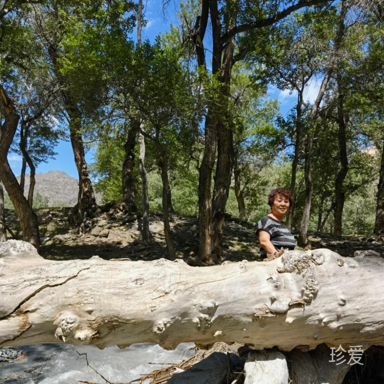 一杯淡淡的清茶