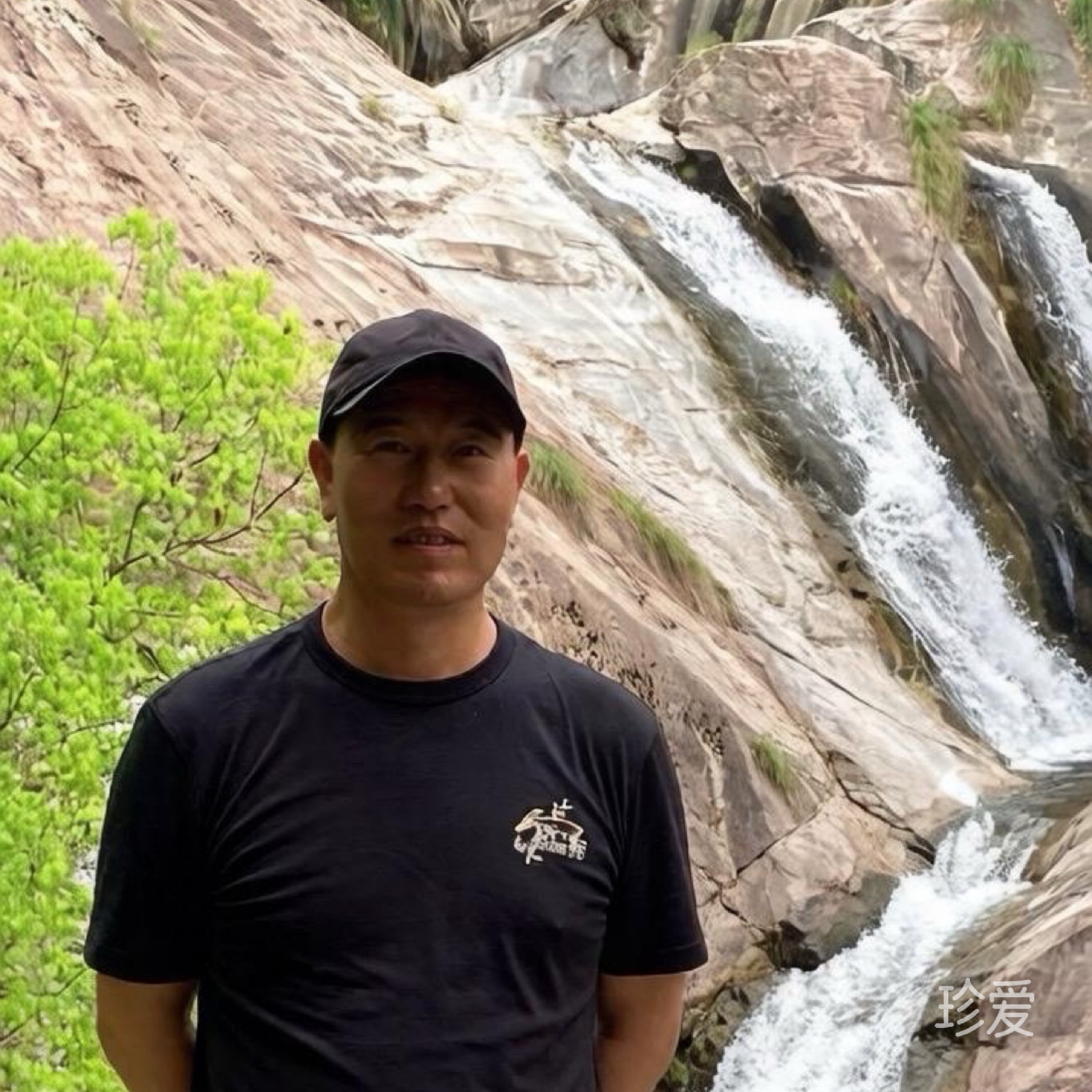 山顶的树