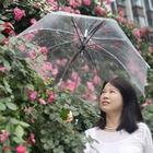 所愿如心