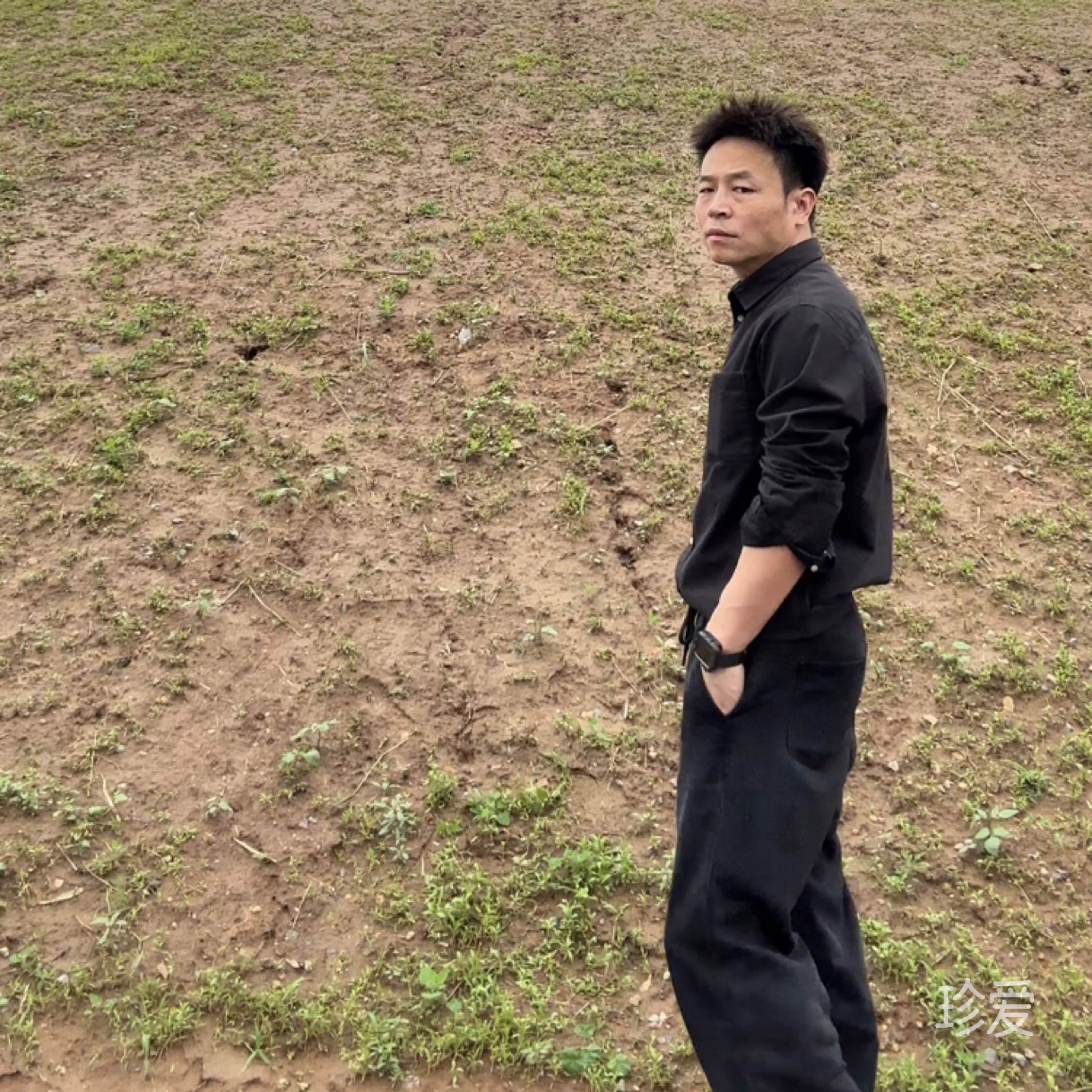 历山路上的梧桐树
