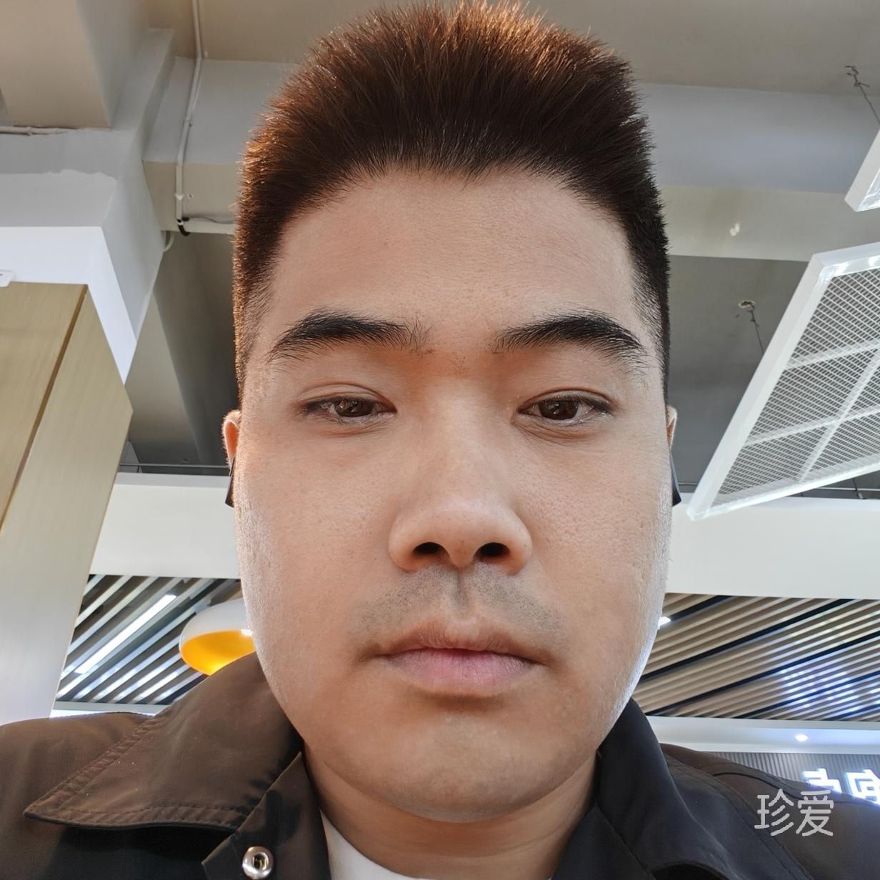 孤单的银渐层