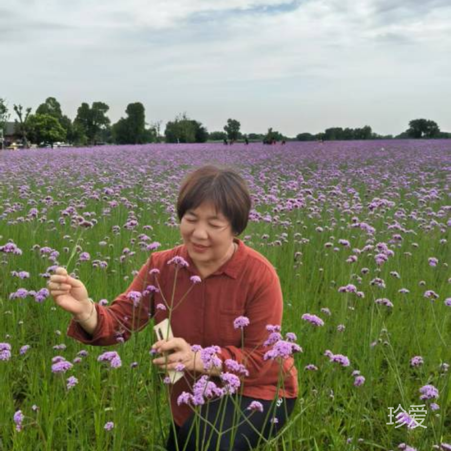 芙蓉柔情