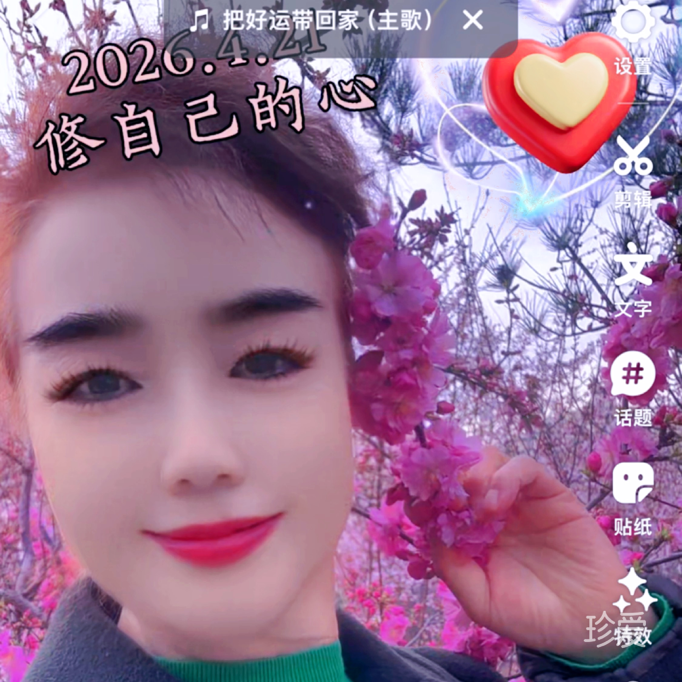 樱杉