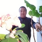 齡大陪思