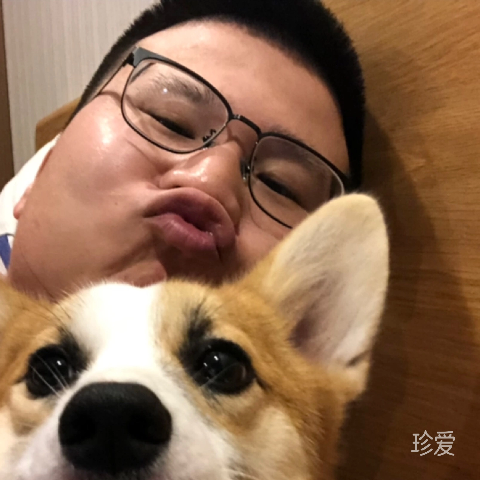 司犬夹头