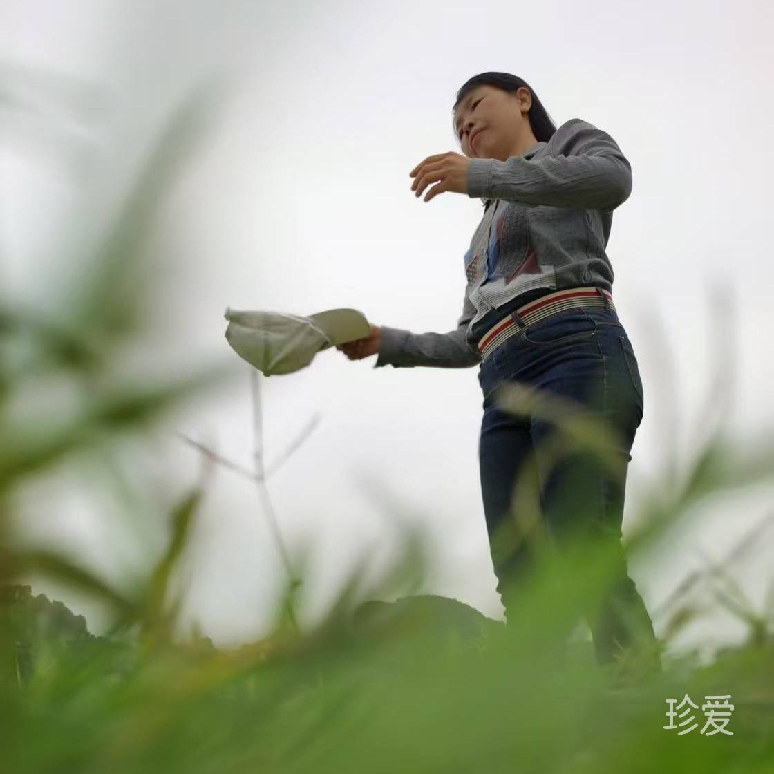 佳妮