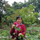 多來(lái)A夢(mèng)諾