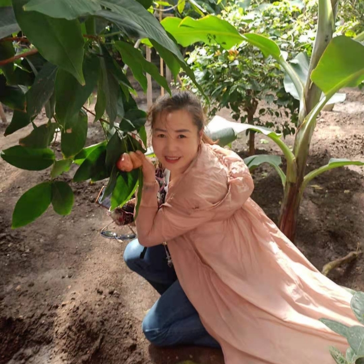 一城柳絮飄成雪