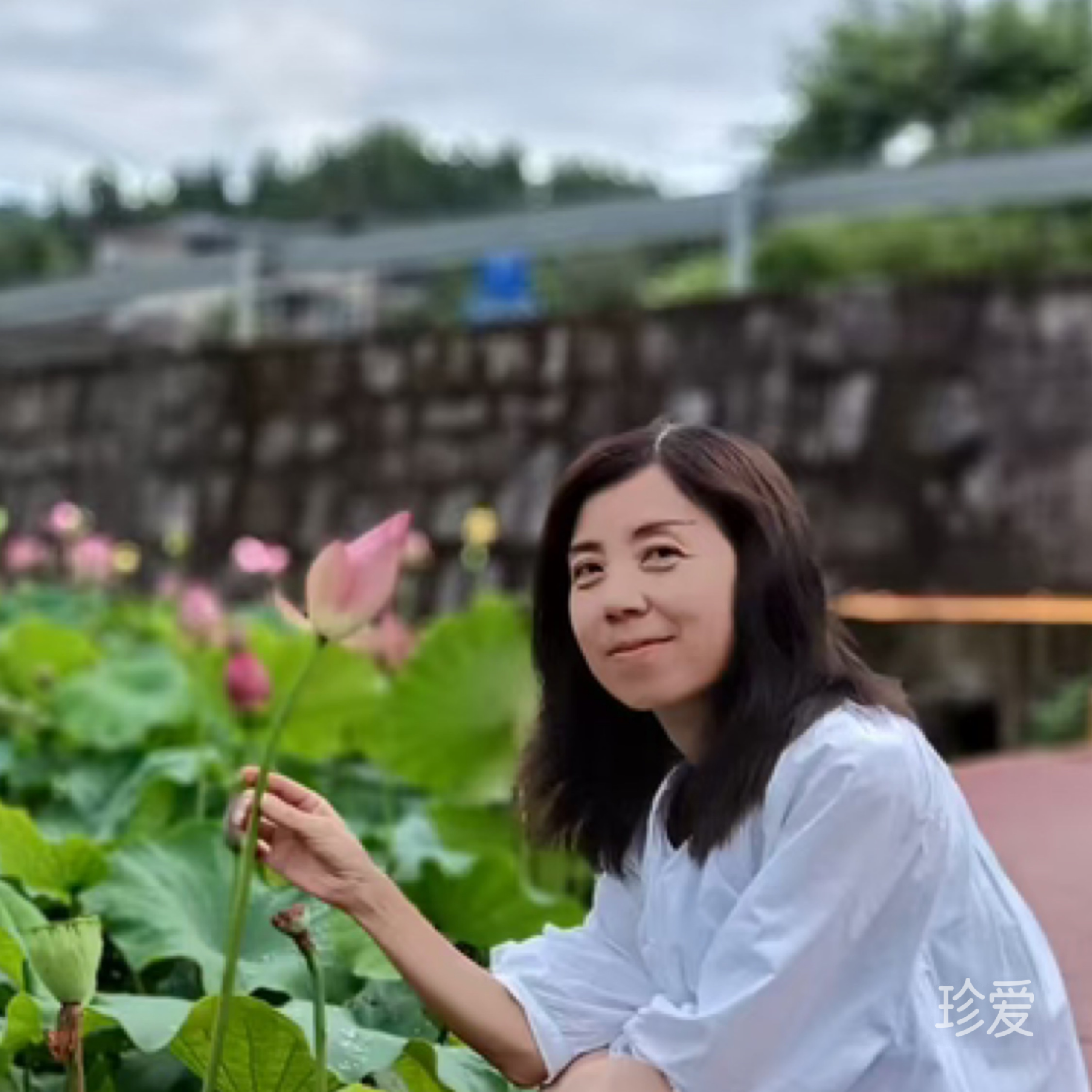 香水百合