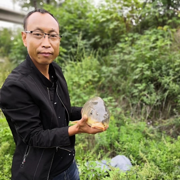 練江河畔一楊柳