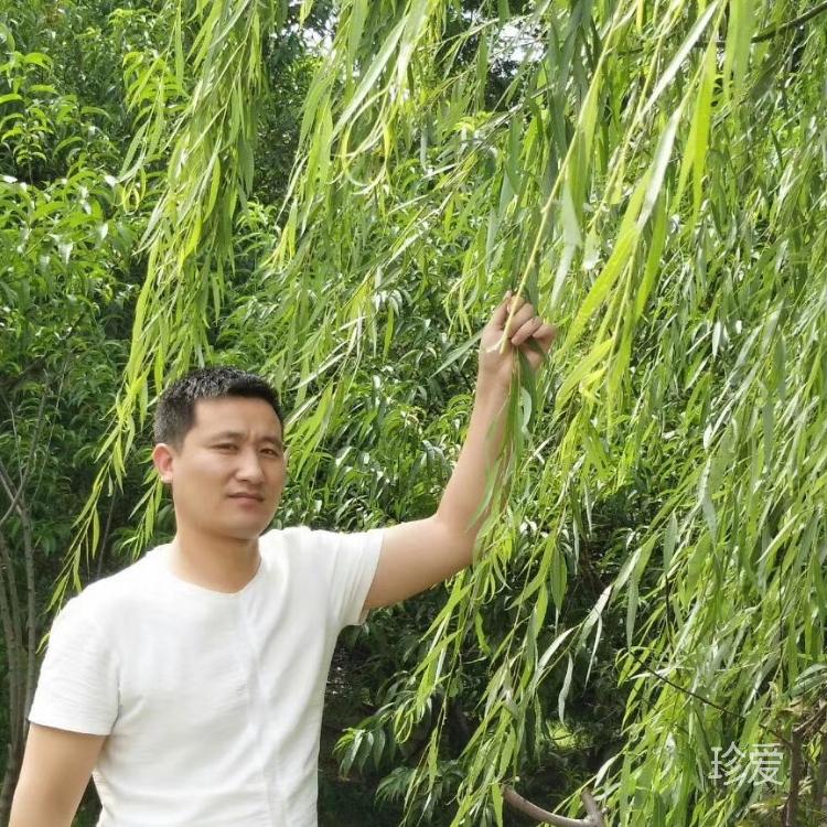 渴望春天