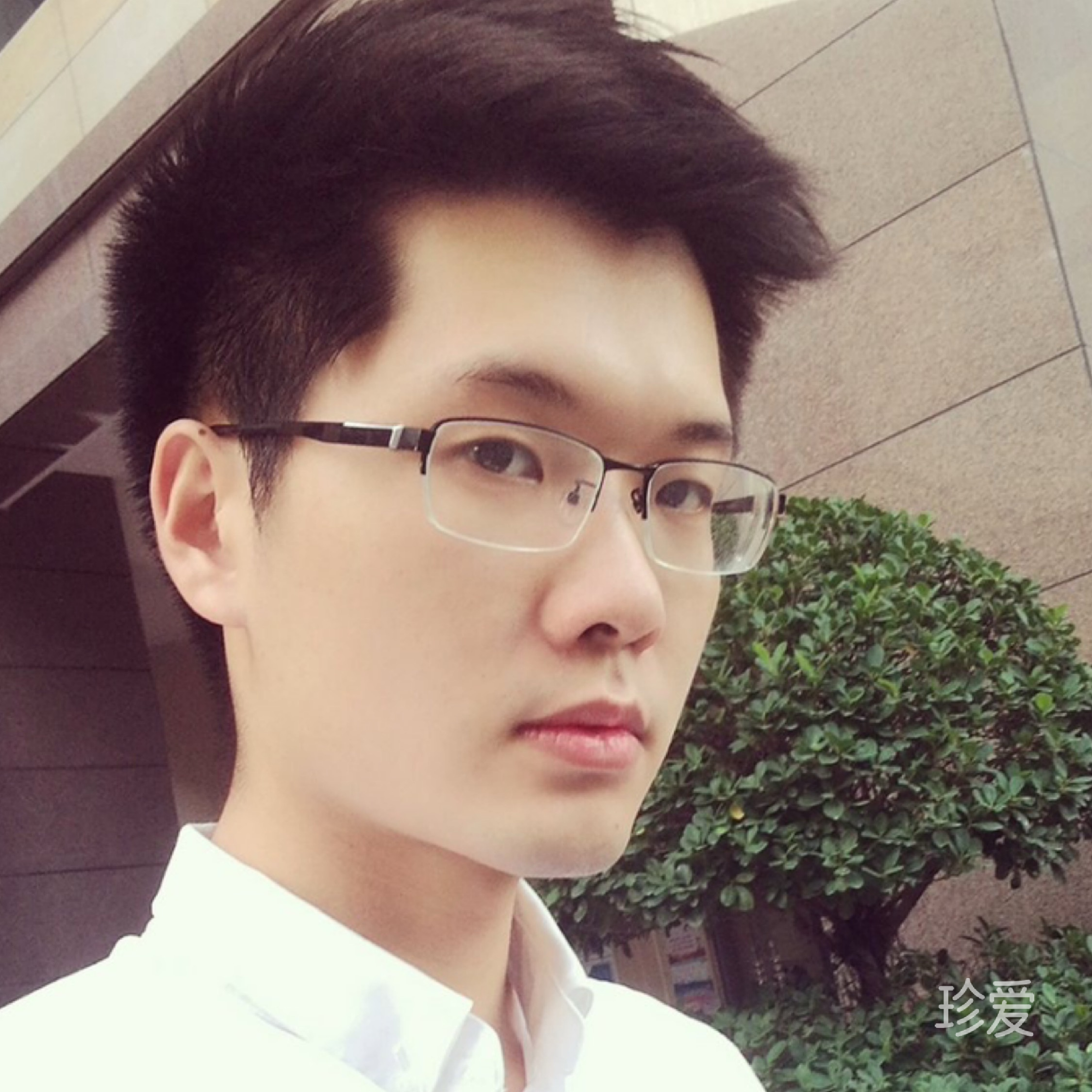 白杨