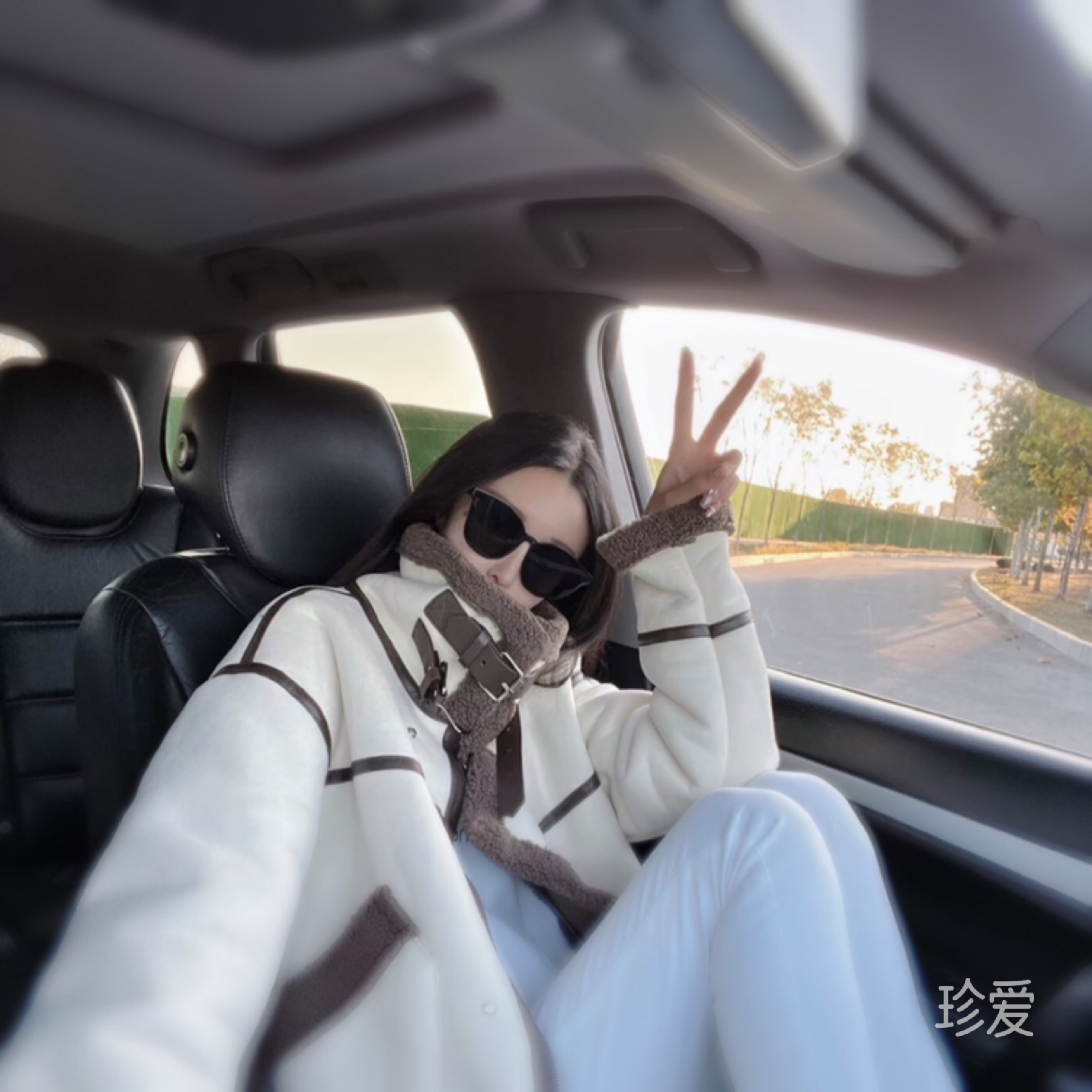 樱花下的猫