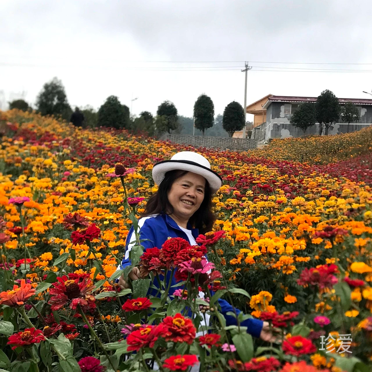 傲骨梅花