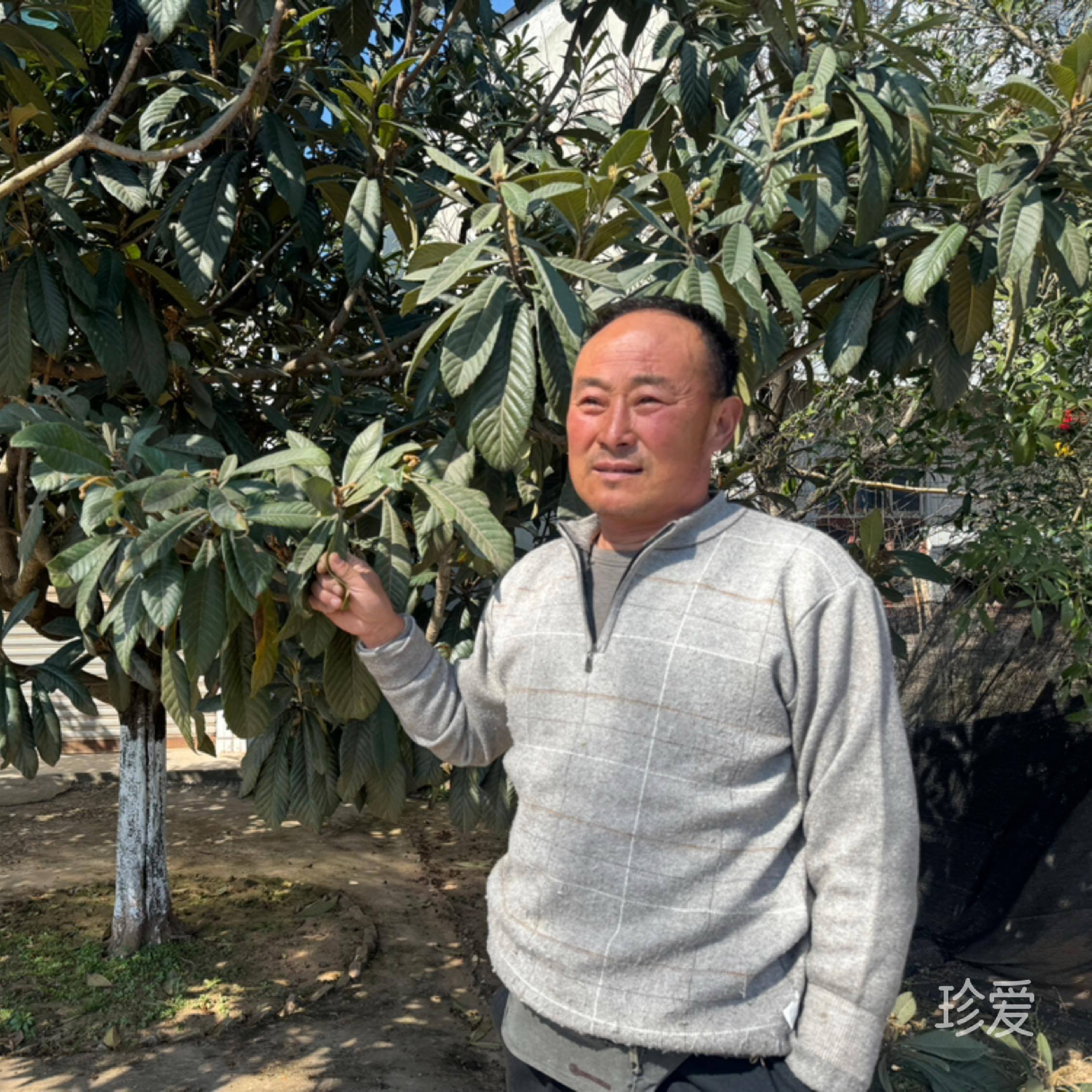 山楂大王