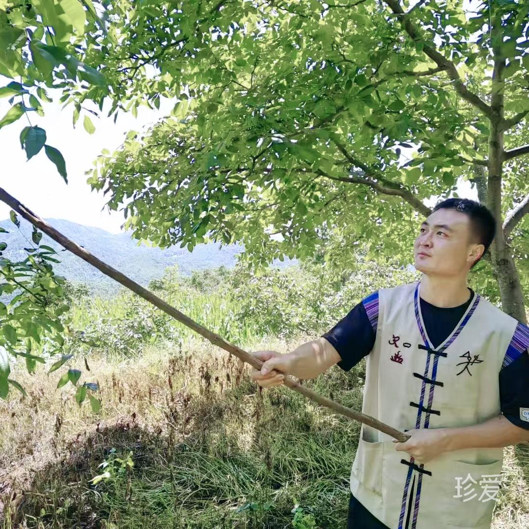 树语