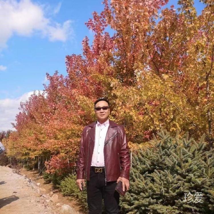 坐在树梢等日出