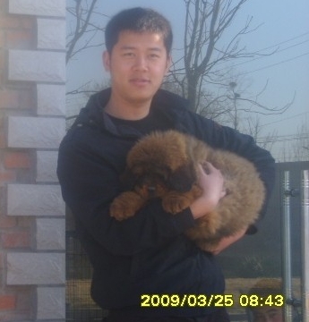 黑龍江強大獒園